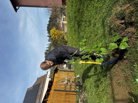 Župan zasadil lipo ob Mestni tržnici (6)